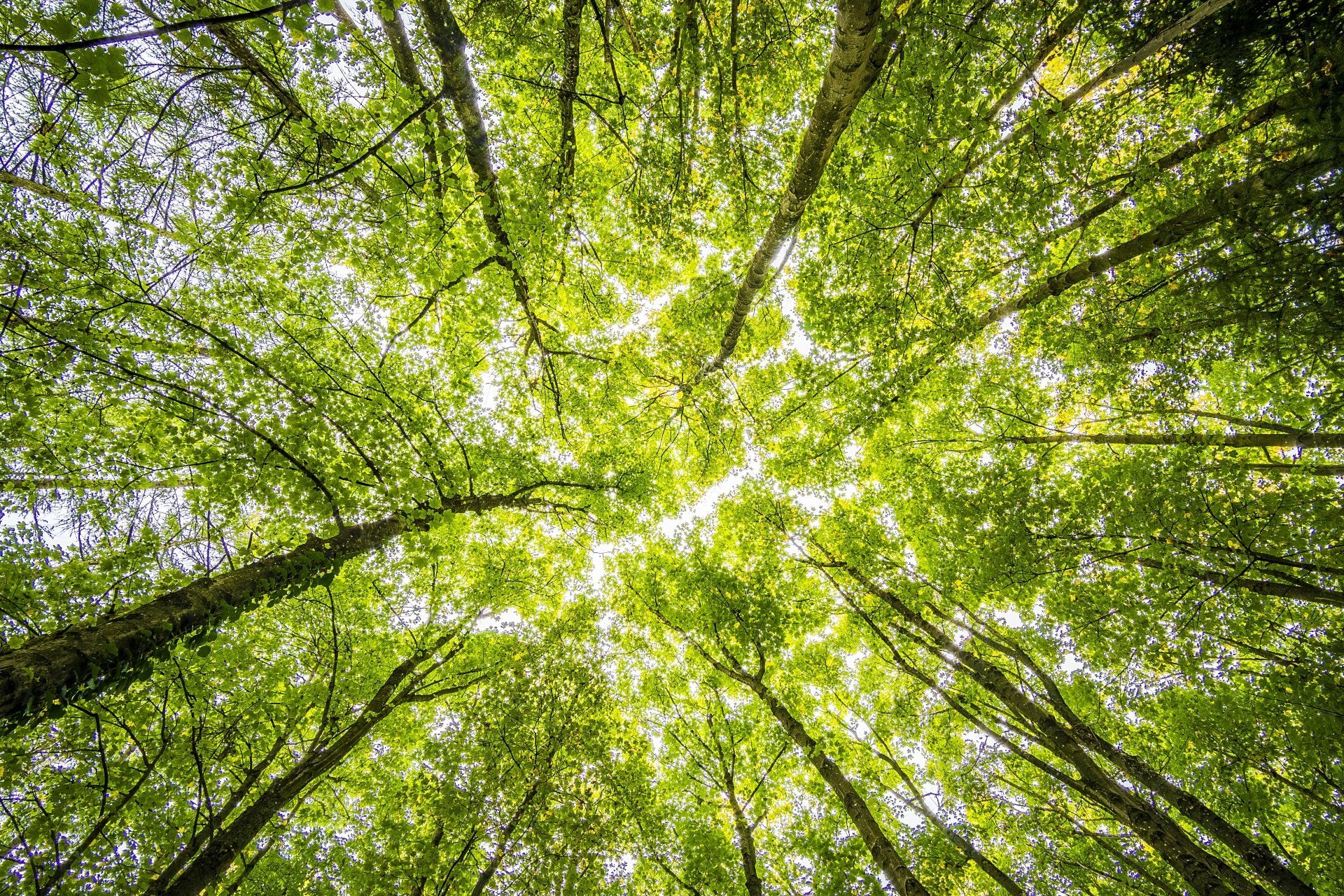 Forest light — representing depth and growth